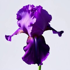 purple iris flower