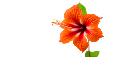 orange hibiscus isolated on a white background