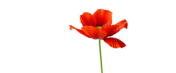 red flower isolated on white