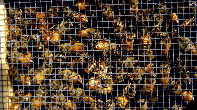 Extreme close up of lot of honey bees confinement in the box alongside queen before being released into new beehive
