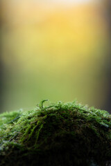 秋の黄葉の光に照らされた苔