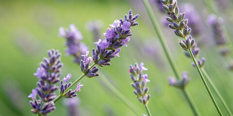 Obraz premium A macro shot of lavender buds with a blurred green background