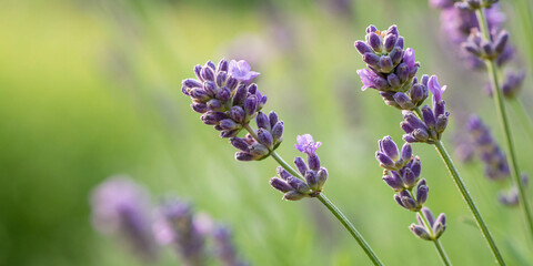 Obraz premium A macro shot of lavender buds with a blurred green background