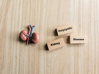 A miniature kidney model is placed beside three wooden blocks spelling 