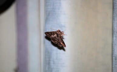 Edwards’ praxis (Praxis edswardsii) at night, South Australia