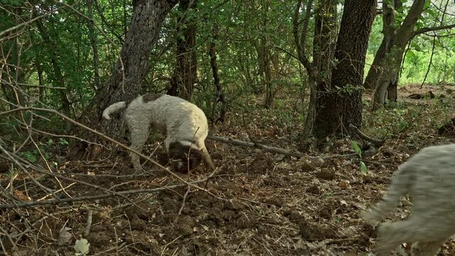 2 dogs of Lagotto Romagnolo, truffle dog, dig in search of truffles. The man helps the dogs to dig the ground too hard. Abruzzo, Italy, Europe