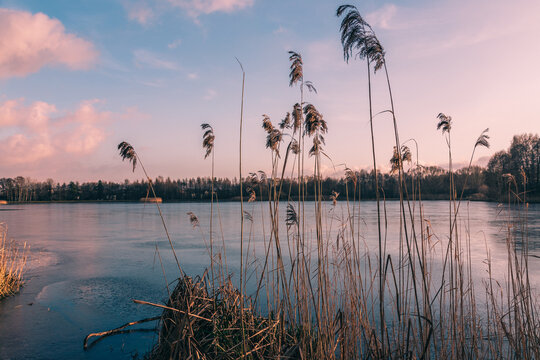 Dry reeds in foreground, frozen lake reflecting pastel sunset colors with distant trees in rybnik lake, poland