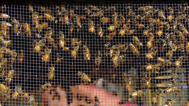 Close up and slow motion of lot of honey bees confinement in the box alongside queen before being released into new beehive