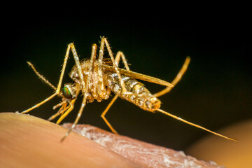 Macro of mosquito (Aedes aegypti) sucking blood close up on the human skin. Mosquito is carrier of Malaria, Encephalitis, Dengue and Zika virus