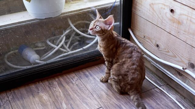 A curious Devon Rex cat sits by the window, observing the outside world. Its unique curly coat and large eyes add to its charm, creating a heartwarming scene of feline curiosity.