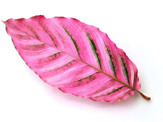 A vibrant pink leaf showcasing unique patterns and textures.