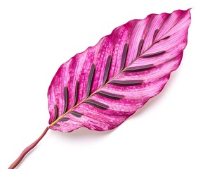 A vibrant pink leaf with intricate patterns and dark veins against a white background.
