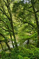 Dense rainforest with moss-covered trees, ferns and tree ferns at the bank of the Whirinaki River in Whirinaki Forest Park near Minginui in Te Urewera, North Island, New Zealand
