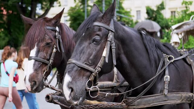 Two Brown Horses Stand in a Team Harnessed to a Cart on a City Street. Excursion or horse-drawn carriage. Close-up, horses chewing. Working horses, animals. Blurred background. Tourism business.