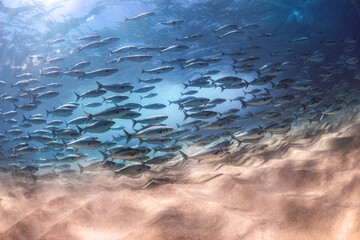 A captivating underwater view of a school of salmon swimming gracefully over sandy seabeds in Sydney, Australia.