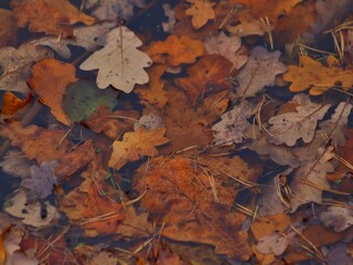 autumn leaves background