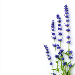 flowering salvia plant with tall blue spikes showcases vibrant purple hues, adding touch of elegance to any setting. Its delicate blooms stand out beautifully against clean background