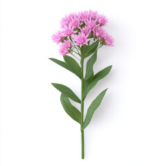 Fototapeta premium flowering sedum plant with clusters of pink star shaped blooms and green leaves, perfect for adding touch of color to any arrangement