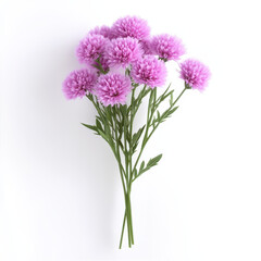 Fototapeta premium vibrant bouquet of pink scabiosa flowers with lush green leaves, perfect for adding touch of color and elegance to any space. This arrangement brings cheerful and fresh atmosphere