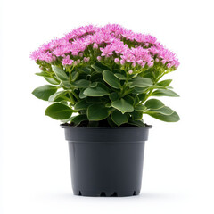 flowering sedum plant with clusters of pink star shaped flowers, showcasing vibrant green leaves. This beautiful plant adds touch of color to any space