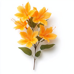 Fototapeta premium Bright yellow and orange flowering honeysuckle vine with lush green leaves, perfect for adding vibrant touch to any decor