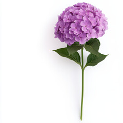 vibrant purple hydrangea flower with lush green leaves, perfect for adding touch of elegance to any setting. Its beauty and fragrance can brighten up any space