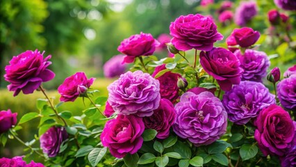 A vibrant cluster of purple and magenta roses blooming in a lush garden setting