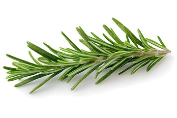 Fototapeta premium Fresh rosemary sprig isolated on white background, aromatic herb for cooking and seasoning