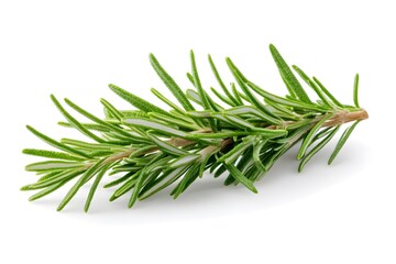 Fototapeta premium Fresh rosemary sprig isolated on white background, aromatic herb for cooking and seasoning