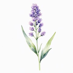 Obraz premium Watercolor Lavender Flower Botanical Illustration Purple Floral Design Nature Art