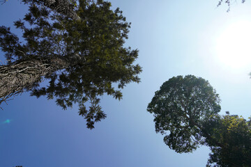 Tall trees and blue sky background. Majestic high trees at Hill station in Yercaud, Tamilnadu.