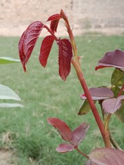 Fototapeta premium Young Red leaves of Rose plant or rosa indica red leaves pattern 