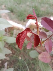 Young Red leaves of Rose plant or rosa indica red leaves pattern 