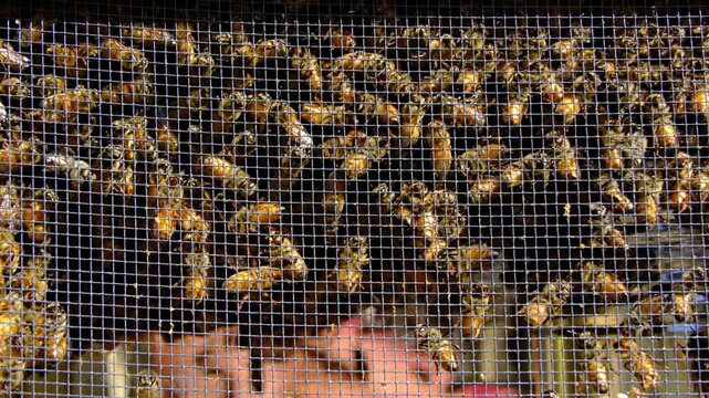 Slow motion and close up of lot of honey bees enclosed in the box alongside queen before being released into new beehive