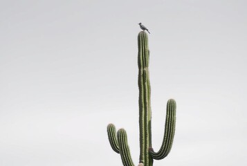 _ . I – A tall cactus with a small bird perched on top as the