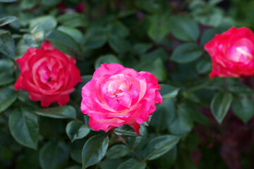 Beautiful pink and red roses blooming in a lush garden during sunny weather