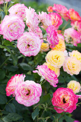 Colorful blooming roses create a vibrant garden atmosphere in springtime