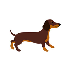 Cute brown dachshund standing with a playful expression in a simple design