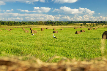 Storks foraging in a sunlit meadow with hay bales scattered across the landscape