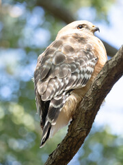 Low Angle View of a Red-Shouldered Hawk Perched on a Pine Branch