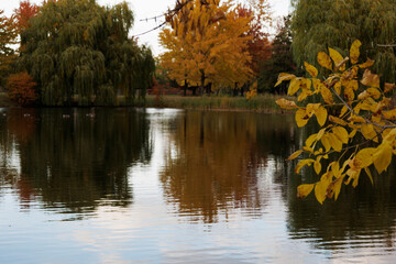 Fototapeta premium autumn trees reflected in water