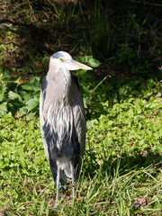 Portrait of a Great Blue Heron Standing Among Green Grass and Leafy Plants