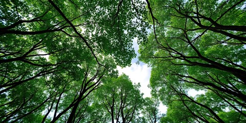 Obraz premium Lush green forest canopy above with soft focus image of a white smokey cloud drifting lazily across the sky, clouds, trees