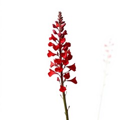 red flower isolated on white