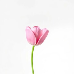 Fototapeta premium pink tulip on white background