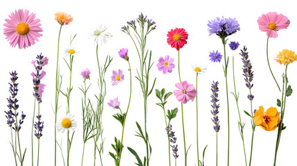 collection of wildflowers in various colors, including daisies and lavender, scattered evenly on a seamless white background