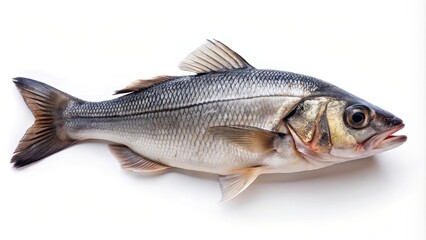 Fototapeta premium Fresh raw sea bass fish isolated on white background, sea bass, fresh, seafood, fish, raw, isolated, white background