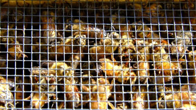 Slow motion and extreme close up of lot of honey bees confinement in the box alongside queen before being released into new beehive