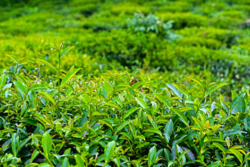 green tea leaves picture from darjeeling