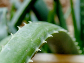 Aloe vera plant closeup